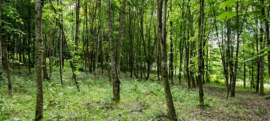 Wald der Domäne von Henniez