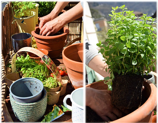 Un jardin aromatique pour le balcon