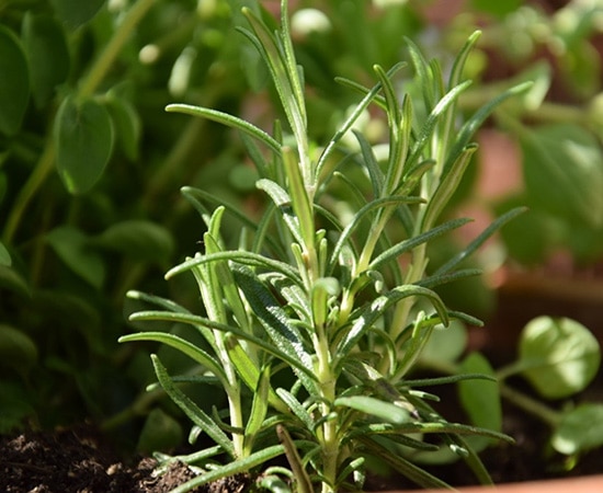 Herbes aromatiques pour jardiner chez soi