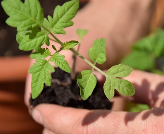 Jardinage chez soi : une vraie détente 