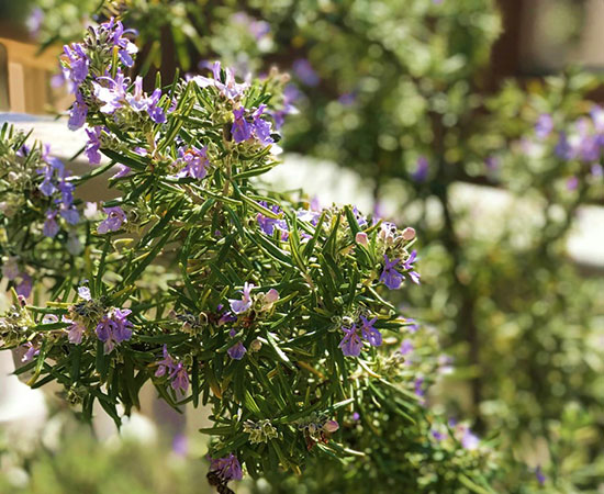 Les abeilles adorent le romarin fleuri