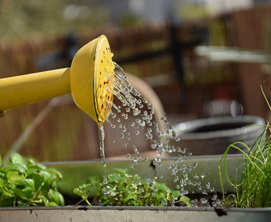 Une jardinière de balcon pleine de verdure