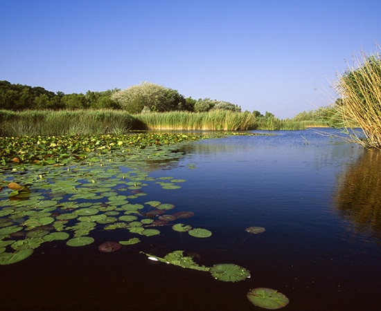 Naturschutzgebiet mit Schilf und Seerosen