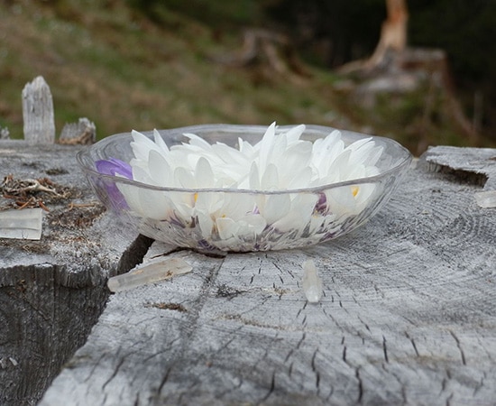 Die Sonnenmethode: Blüten in einer Schale