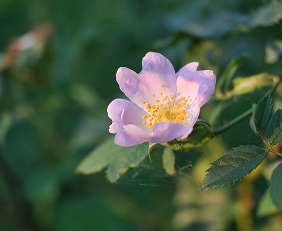 «Wild Rose», die Bachblütenessenz Nummer 37