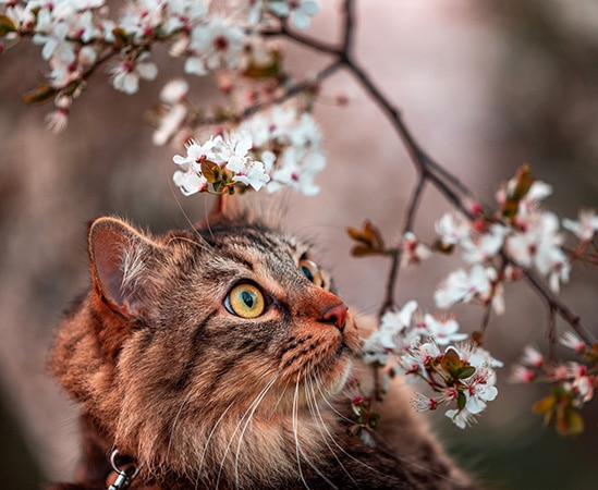 Essence florale aussi bénéfique pour animaux