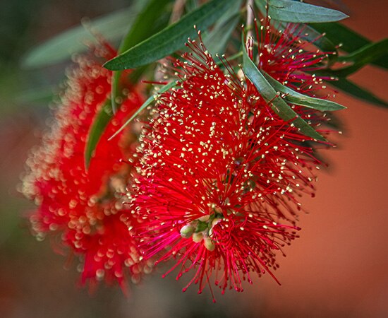 Rote Blüte mit Bürstenform: «Bottlebrush»
