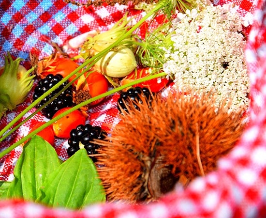 Gesammelte Haselnüsse, Brombeeren, Kastanien und Wildpflanzen 