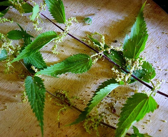 Ortie et ses grappes de graines 