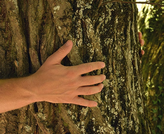 Einen Baum umarmen