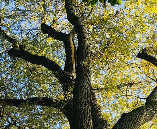 Feuilles d’automne et couronne d’arbre