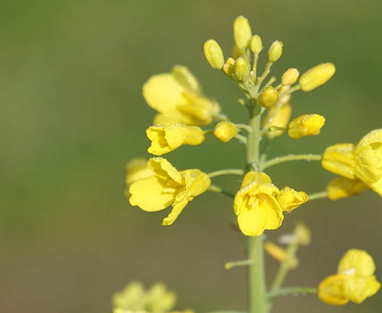 Plante de colza avec fleurs jaunes