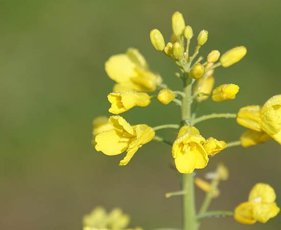 Rapspflanze mit gelben Blüten
