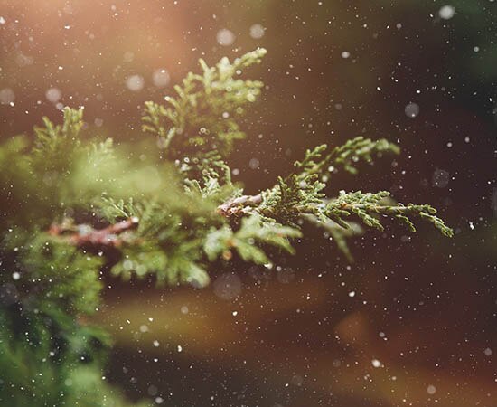 Flocons de neige dans la forêt