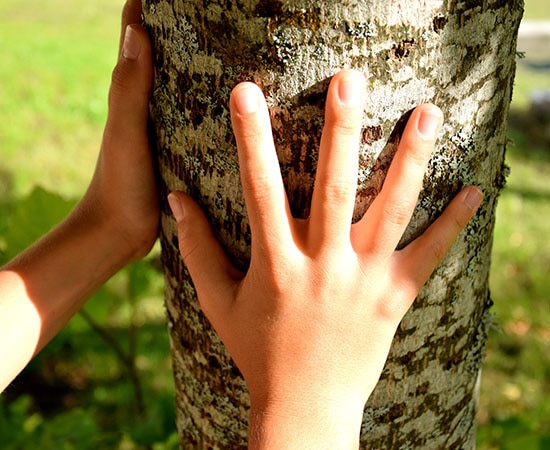Des mains en union avec l'arbre