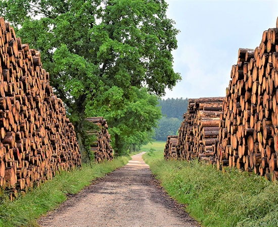 Gefälltes Holz: klimafreundlicher und nachwachsender Rohstoff 