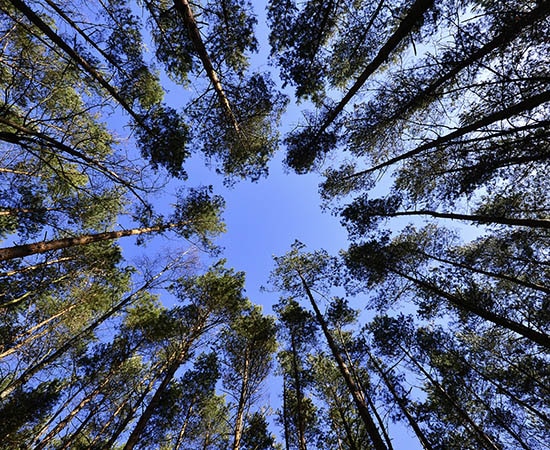 Der Wald und seine hohen Bäume