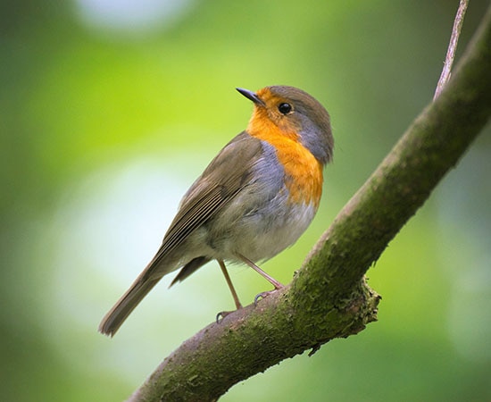 Rotkehlchen im Wald