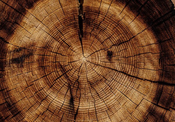 Tronc d'arbre avec cernes annuels
