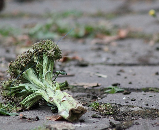 Weggeworfene Lebensmittel : ein alter Broccoli