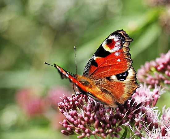 Papillon sur une fleur 