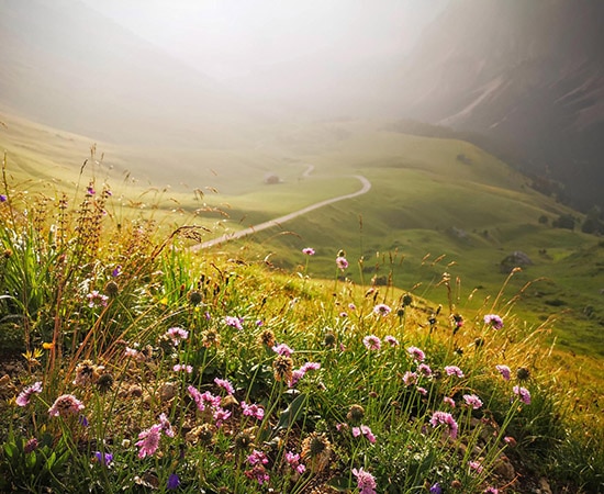 Blühende Alpenwiese bei Sonnenaufgang
