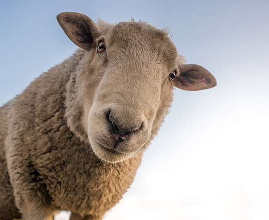 Un mouton en plein air