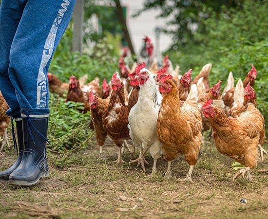 Des poules à la ferme 