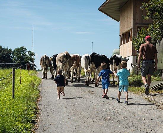 Des vaches avec enfants et agriculteur 