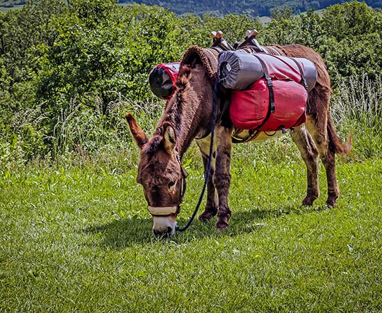 Âne pâturant avec bagages et selle