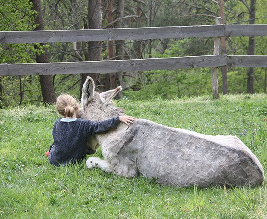 Enfant enlaçant un âne couché