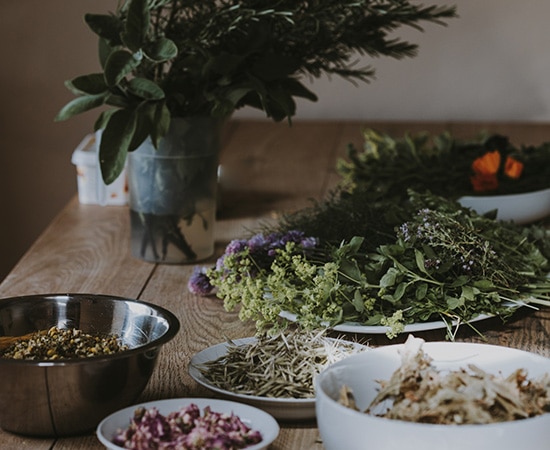 Herbes et plantes dans des bols