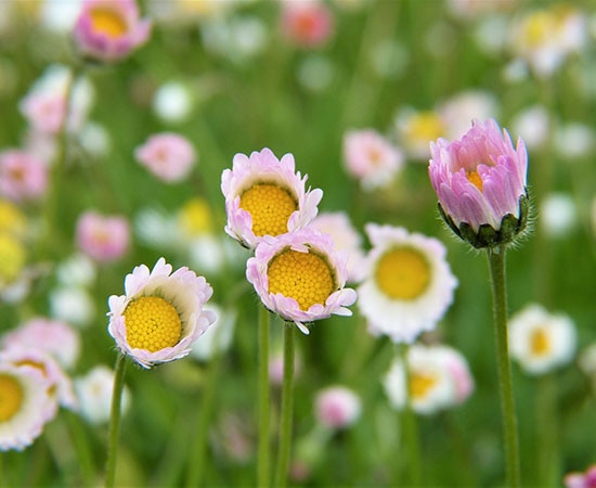Des pâquerettes comestibles dans une prairie