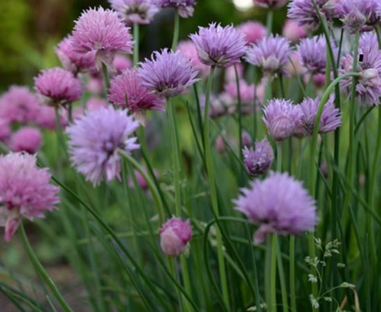 Abeille sur des fleurs comestibles florissantes