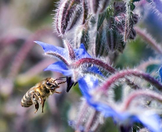 Abeille sur des fleurs comestibles florissantes