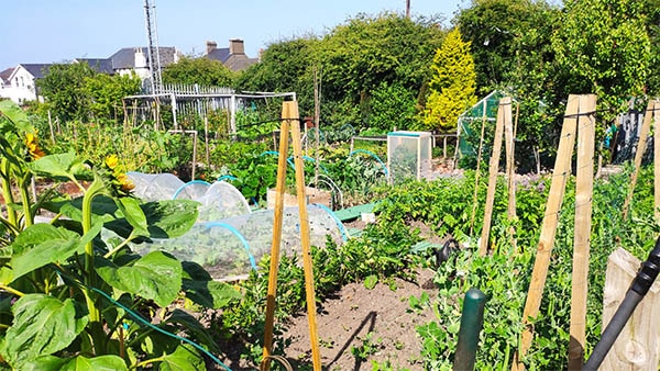 Jardins urbains pour plus de verdure