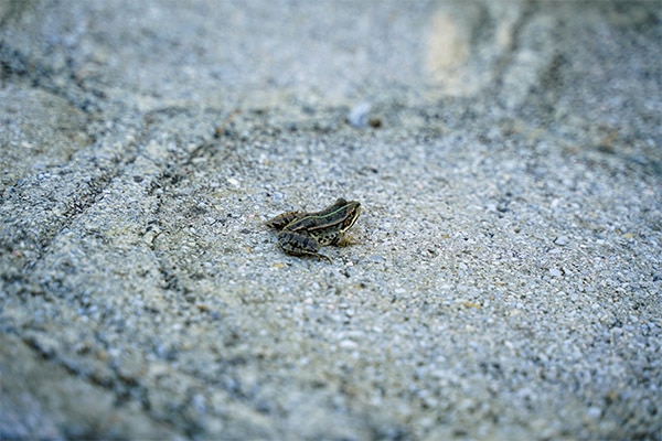 Grenouille sur un sol scellé