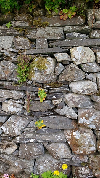 Mur de pierres sèches comme habitat 