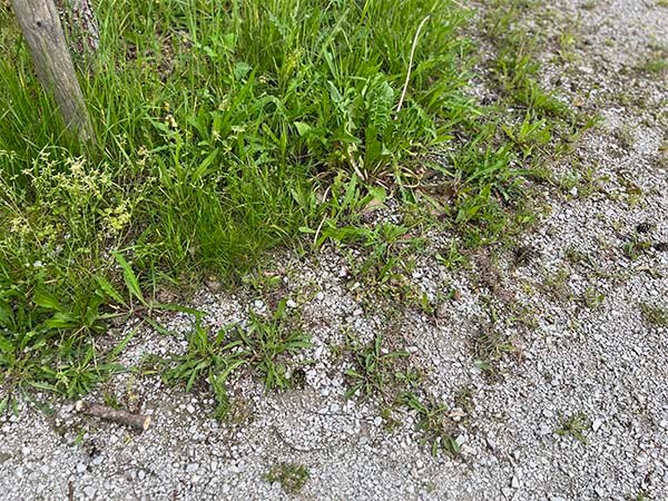 Sol en gravier pour la végétation