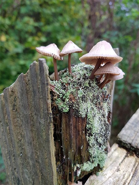 Champignons sur le bois pourri