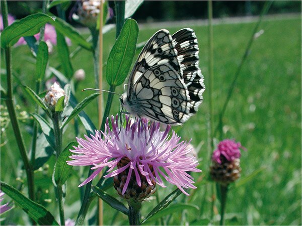 Papillon sur une fleur sauvage