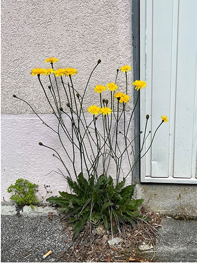 La nature dans la ville