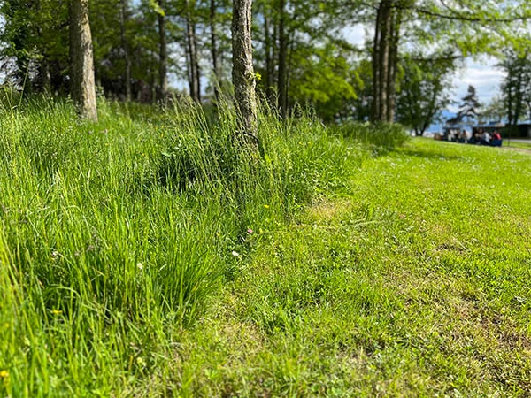 Pelouse rase et îlot de prairie  