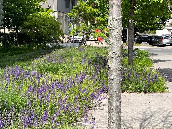Urbane Biodiversität für eine lebendige Stadt