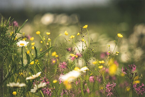 Prairie avec fleurs sauvages