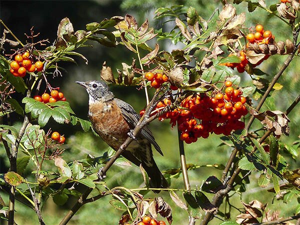 Oiseau sur une branche de baies
