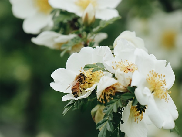 La biodiversité grâce aux plantes indigènes 