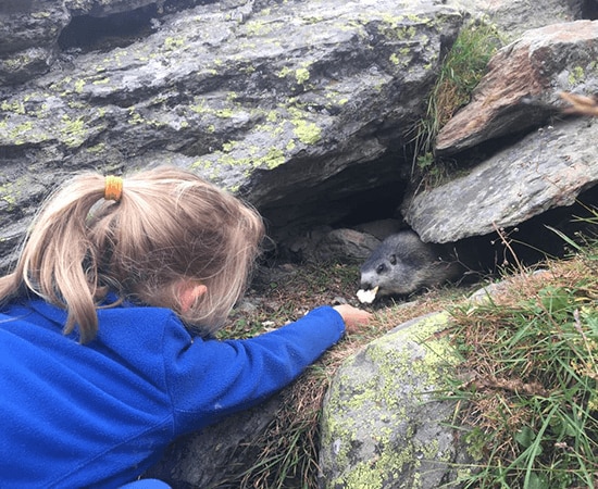 Nourrir les marmottes - une expérience extraordinaire