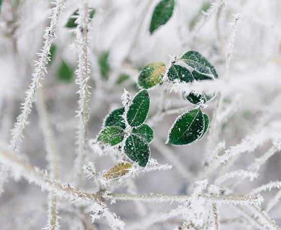 Winterlicher Reif auf einer Pflanze