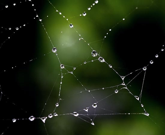 Im Spinnennetz hängende Wassertropfen 